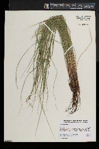 Carex echinata image