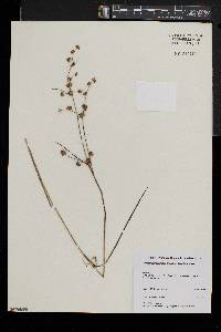 Juncus subcaudatus image