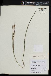 Juncus brevicaudatus image