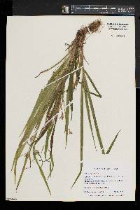 Carex leptonervia image