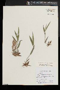 Dichanthelium ovale subsp. villosissimum image