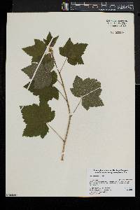 Ribes americanum image