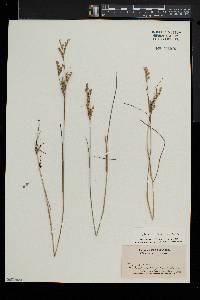 Juncus brevicaudatus image