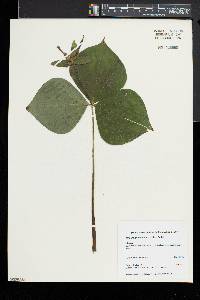 Trillium grandiflorum image