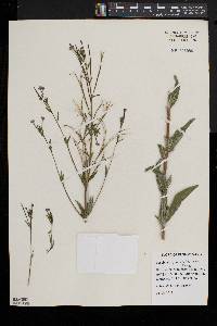 Epilobium parviflorum image