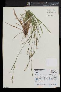 Carex gracilescens image