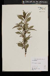 Prunus pensylvanica image