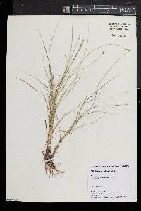 Carex atlantica subsp. capillacea image