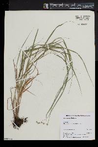 Carex projecta image