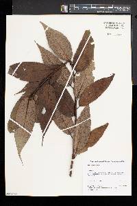 Salix lucida image