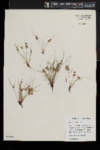 Cyperus squarrosus image