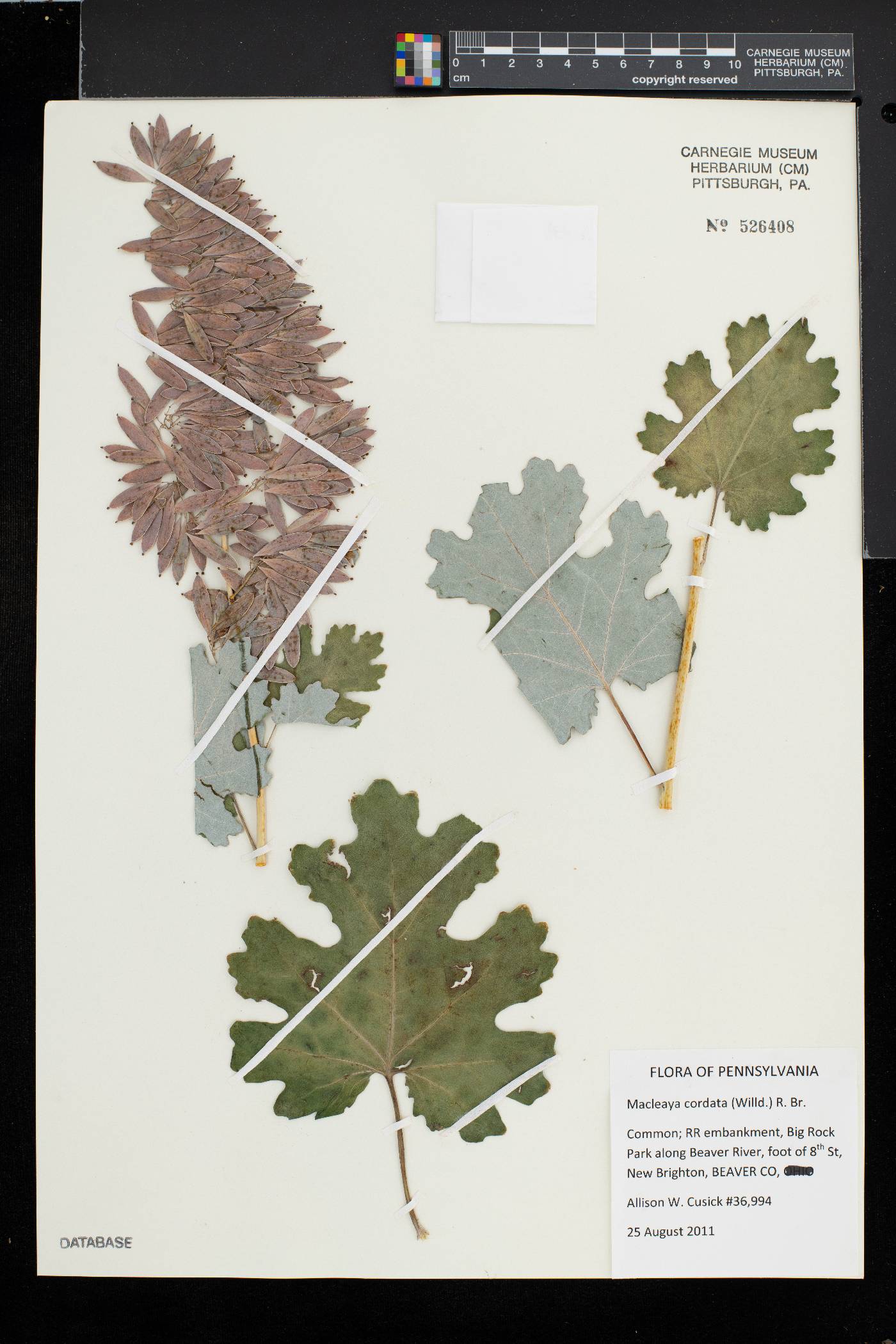 Macleaya image