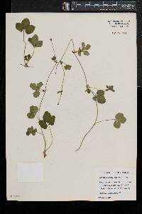 Potentilla indica image