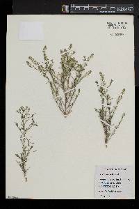 Lepidium ruderale image