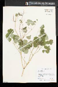 Thalictrum dioicum image