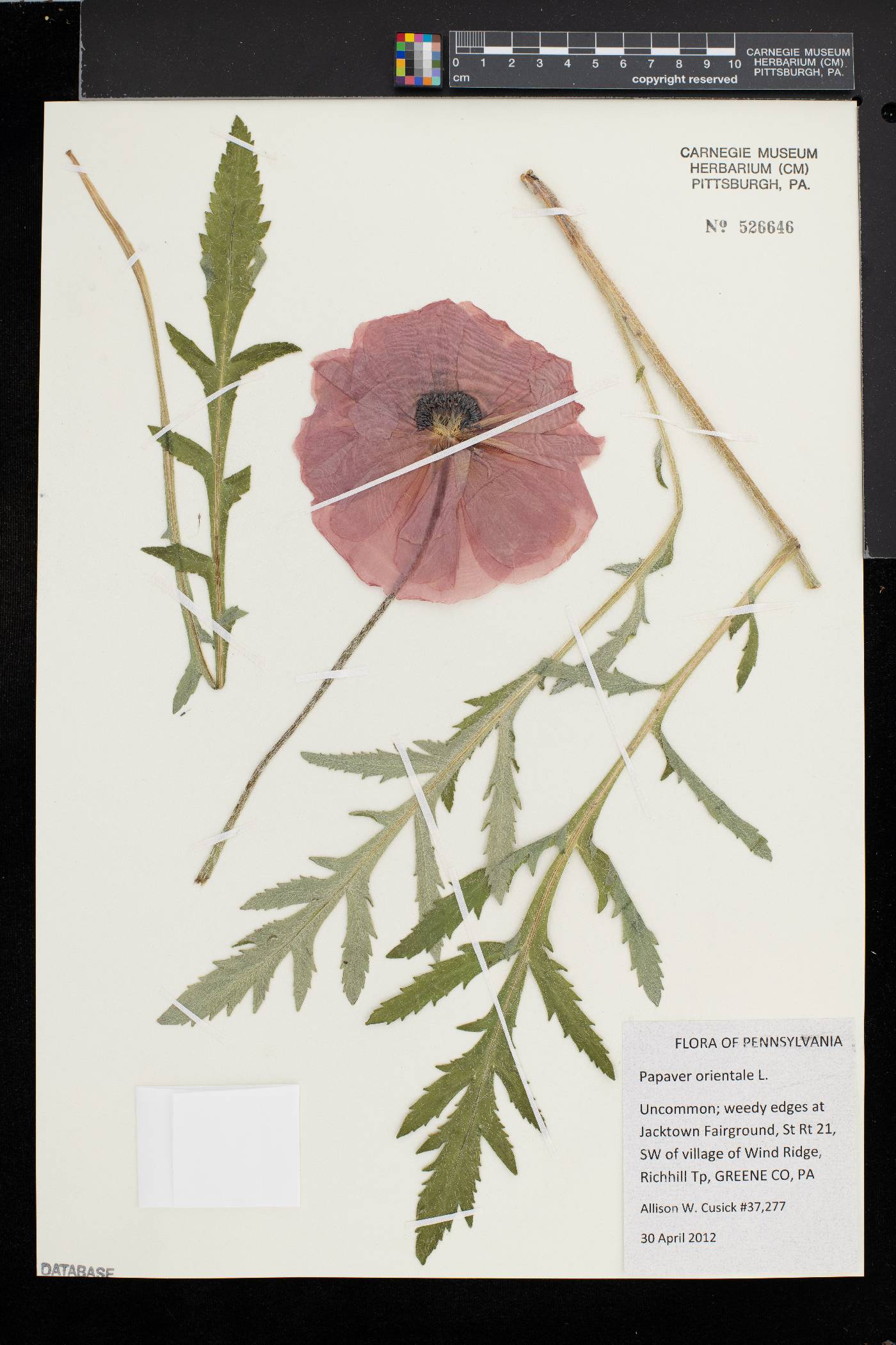 Papaver orientale image