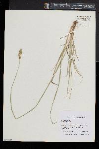 Carex argyrantha image