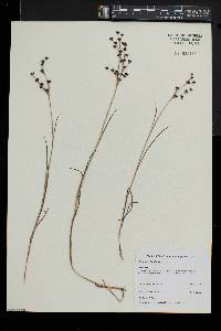 Juncus articulatus image