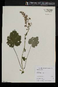 Heuchera pubescens image