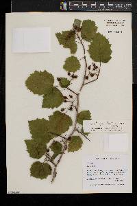 Crataegus biltmoreana image