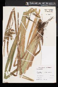 Carex comosa image