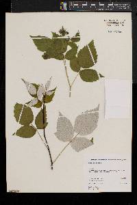 Rubus occidentalis image