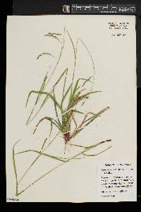 Carex debilis var. rudgei image