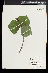 Trillium erectum image