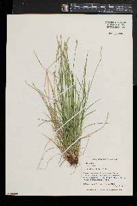 Carex bromoides image