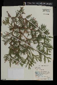 Thuja occidentalis image