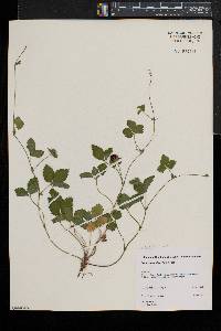 Potentilla indica image