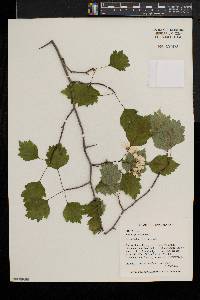 Crataegus chrysocarpa image