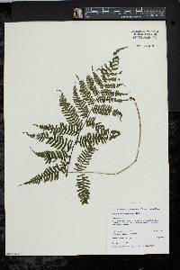 Athyrium filix-femina var. asplenioides image