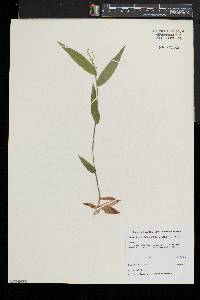 Dichanthelium latifolium image