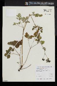 Thalictrum pubescens image