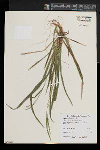 Carex leptonervia image