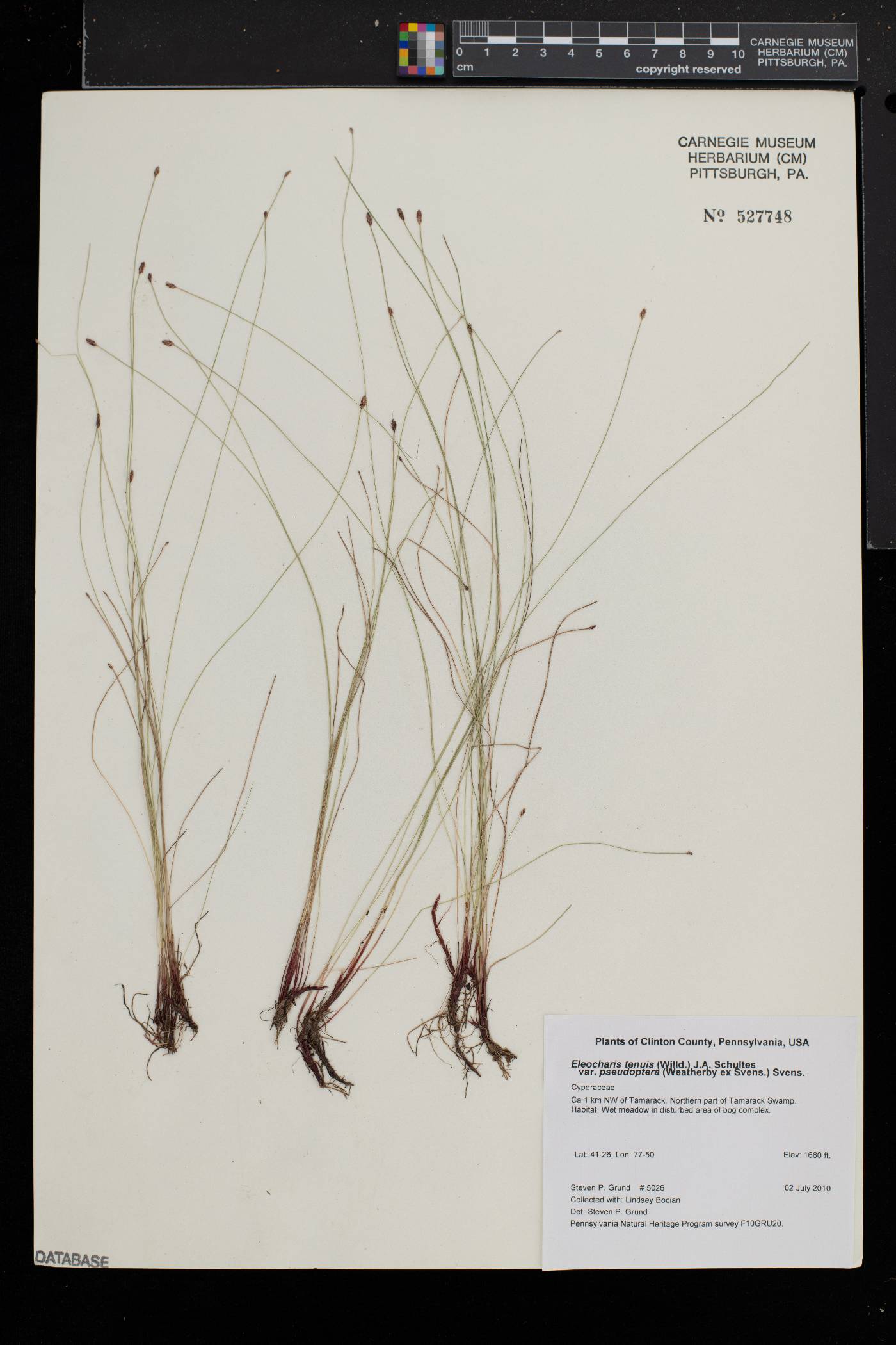 Eleocharis tenuis var. pseudoptera image