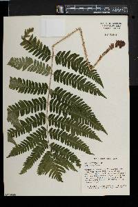 Dryopteris goldieana image