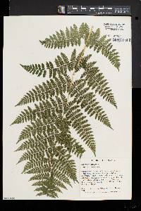 Dryopteris × triploidea image