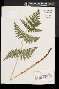 Dryopteris × triploidea image