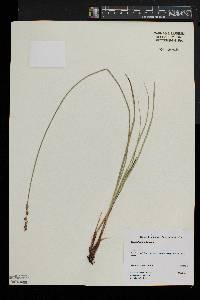 Carex diandra image