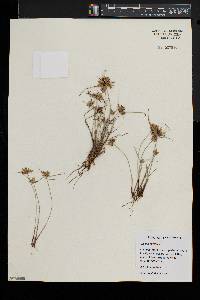 Cyperus flavescens image