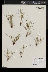 Cyperus squarrosus image