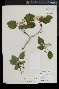 Crataegus stonei image