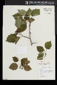 Crataegus biltmoreana image