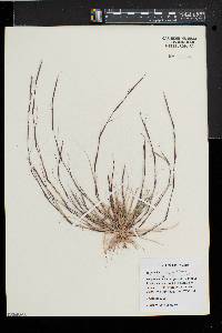 Sporobolus vaginiflorus image