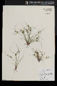 Cyperus squarrosus image