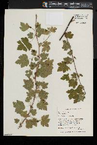 Ribes cynosbati image