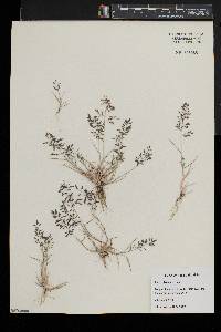 Eragrostis minor image