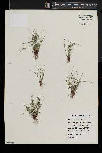 Cyperus squarrosus image